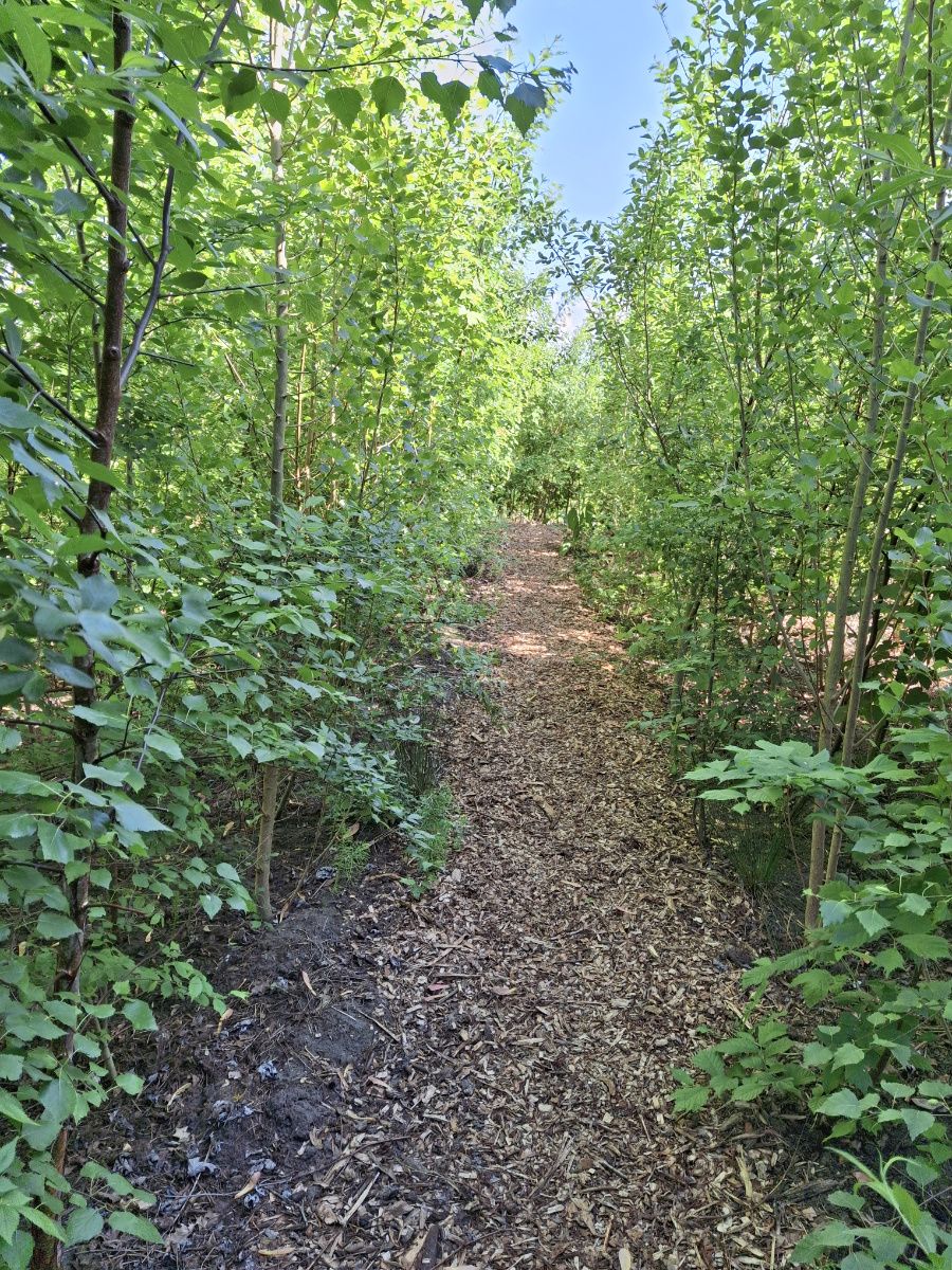 tiny forest 2